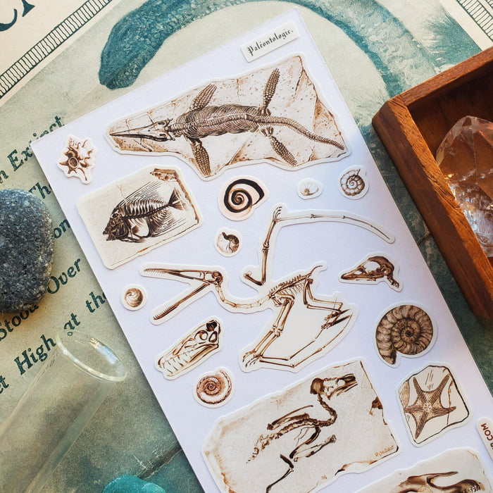 Fascinating Fossils - Root & Company